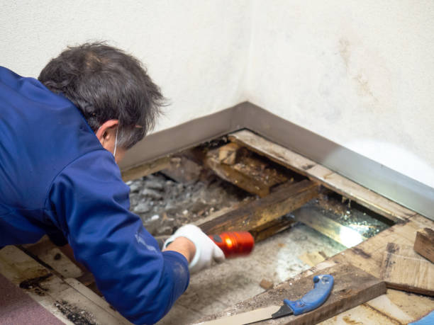 Best Residential Mold Remediation in Forsyth, GA