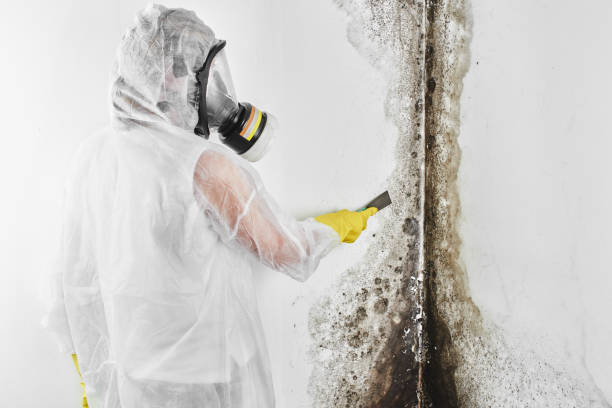 Best Insurance-Related Mold Remediation in Forsyth, GA