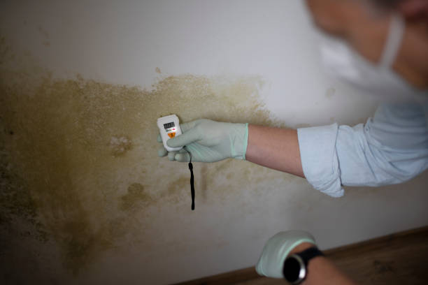 Best Residential Mold Remediation in Forsyth, GA