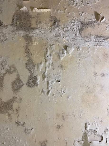 Best Mold Remediation for Specific Building Types in Forsyth, GA