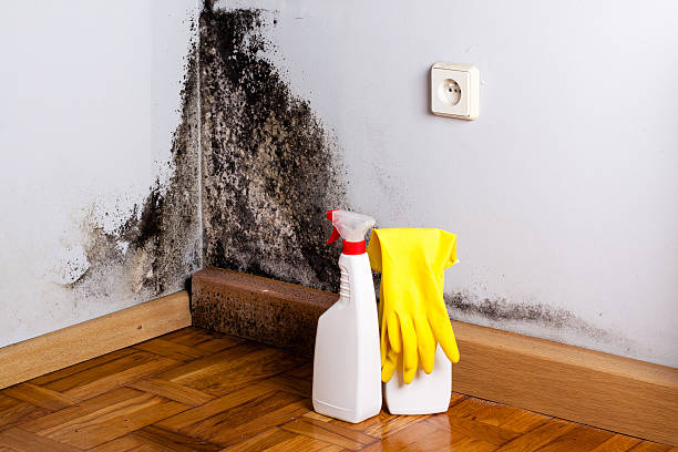 Best Kitchen Mold Remediation in Forsyth, GA