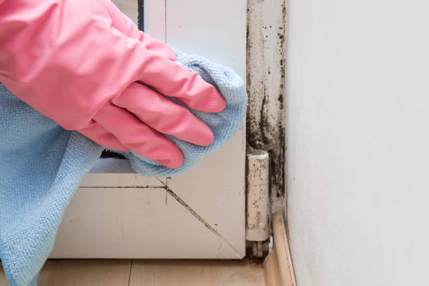 Best DIY Mold Remediation Support Services in Forsyth, GA