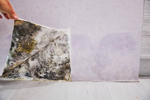 Best Basement Mold Remediation in Forsyth, GA
